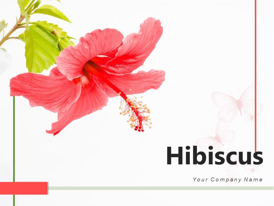 Hibiscus Inspection Plucking Beach Placed Drinking Spring