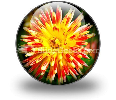 Dahlia beauty powerpoint icon c