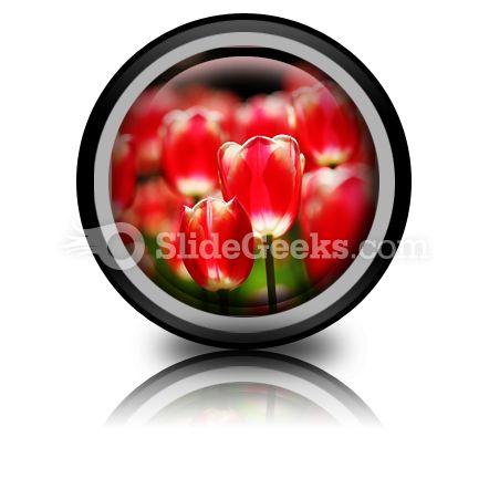 Red Tulips PowerPoint Icon Cc  Presentation Themes and Graphics Slide01