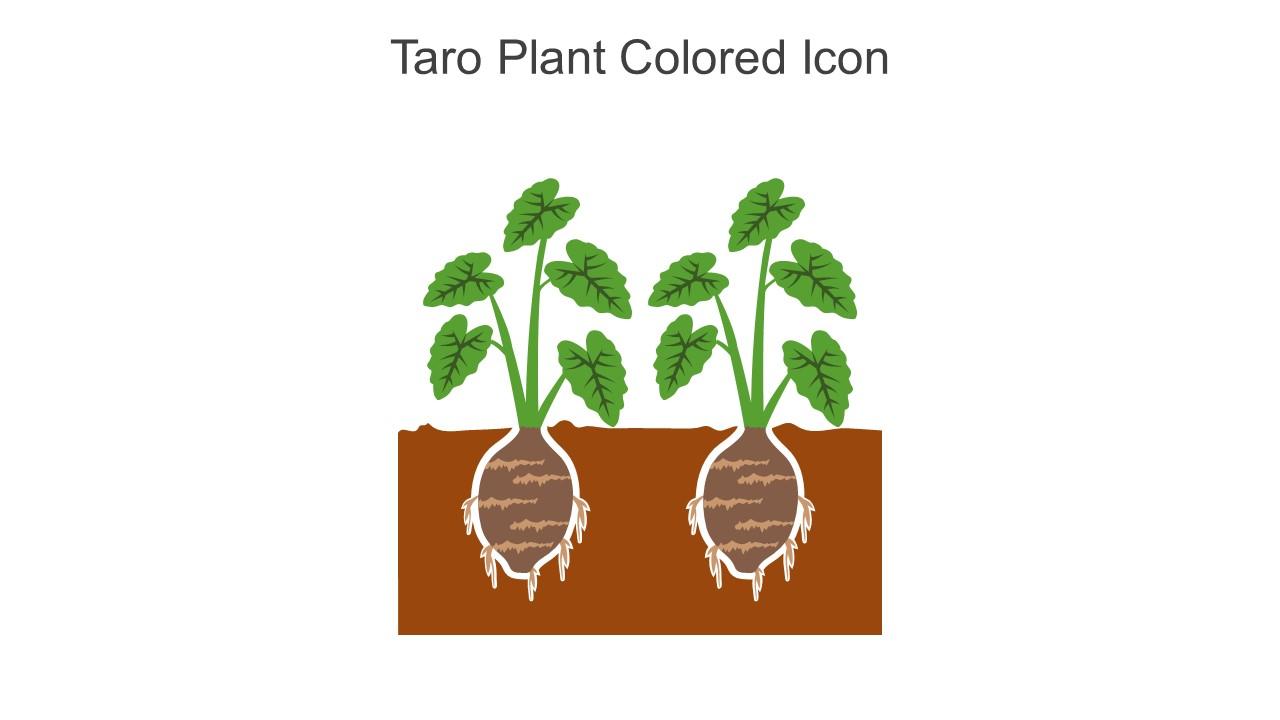 Taro Plant Colored Icon In Powerpoint Pptx Png And Editable Eps Format