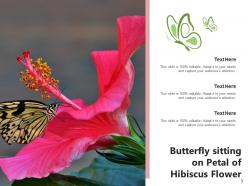 Hibiscus Inspection Plucking Beach Placed Drinking Spring