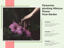 Hibiscus Inspection Plucking Beach Placed Drinking Spring