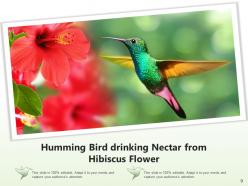 Hibiscus Inspection Plucking Beach Placed Drinking Spring