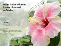 Hibiscus Inspection Plucking Beach Placed Drinking Spring
