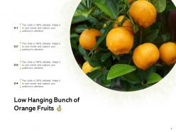Low Hanging Fruit Sentinel Branch Bunch