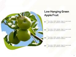 Low Hanging Fruit Sentinel Branch Bunch