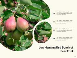 Low Hanging Fruit Sentinel Branch Bunch