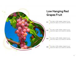 Low Hanging Fruit Sentinel Branch Bunch