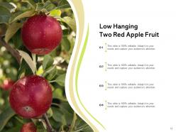 Low Hanging Fruit Sentinel Branch Bunch