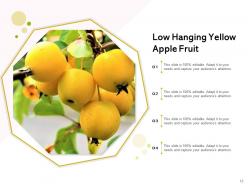 Low Hanging Fruit Sentinel Branch Bunch