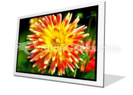 Dahlia beauty powerpoint icon f