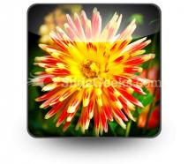 Dahlia beauty powerpoint icon s