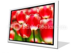 Red tulips powerpoint icon f